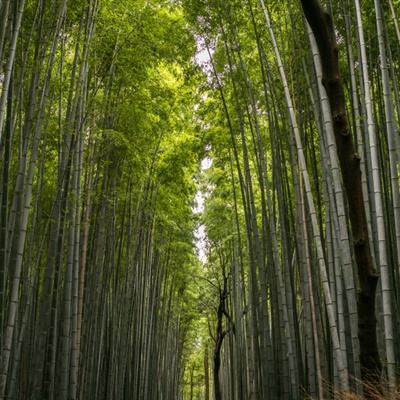 天空之王内购破解版下载